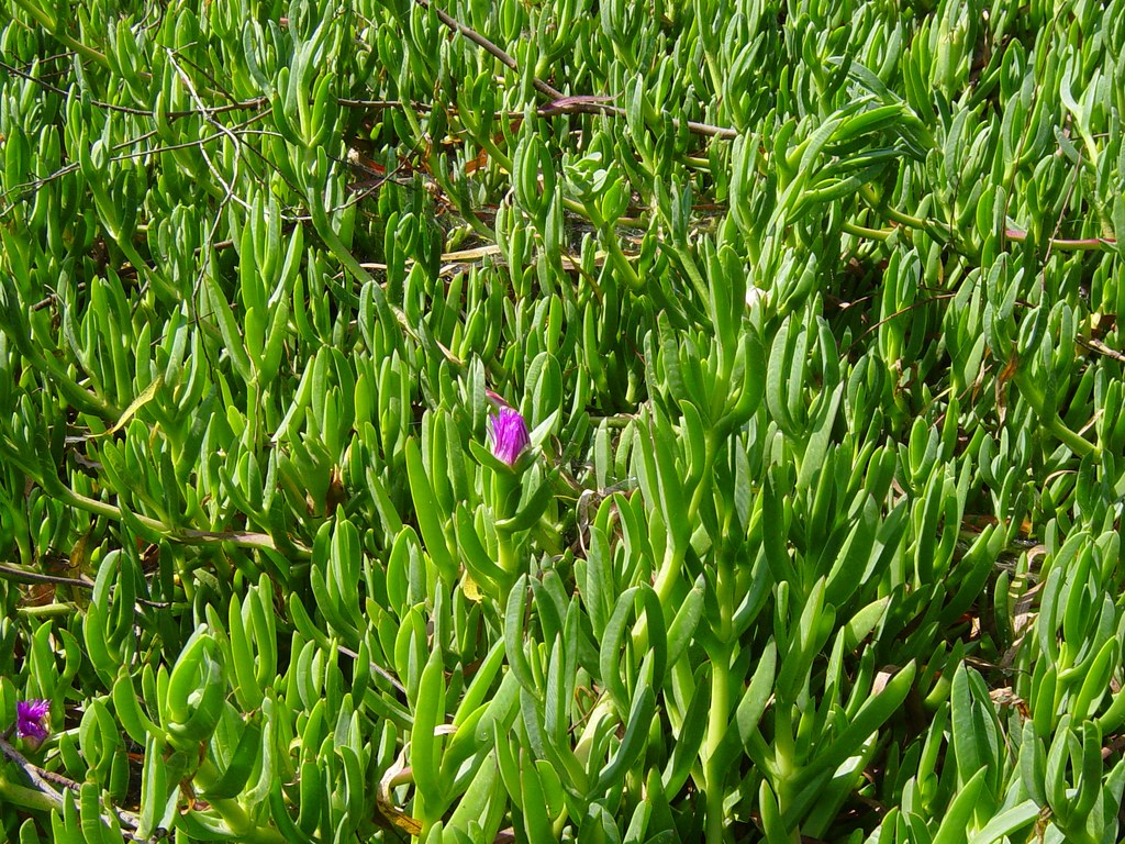 Ice Plant ground cover a photo on Flickriver