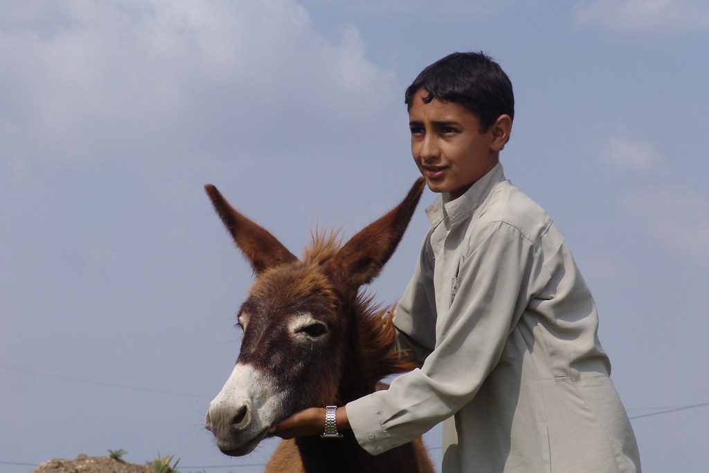 Boy with donkey posing! CharlesFred Flickr