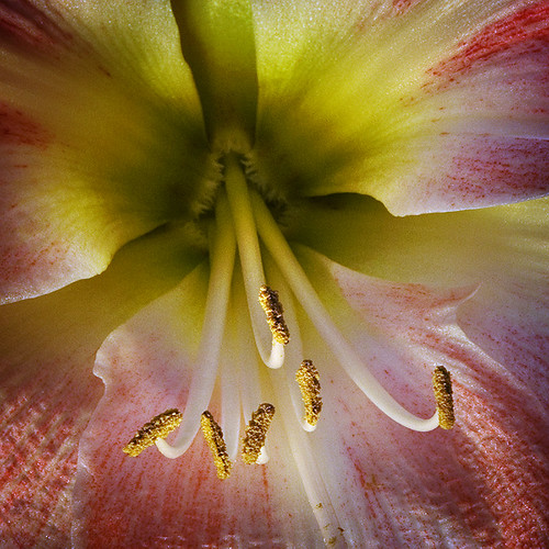 in a lily Hick's Nursery, Long Island, NY. gaspi *yg Flickr