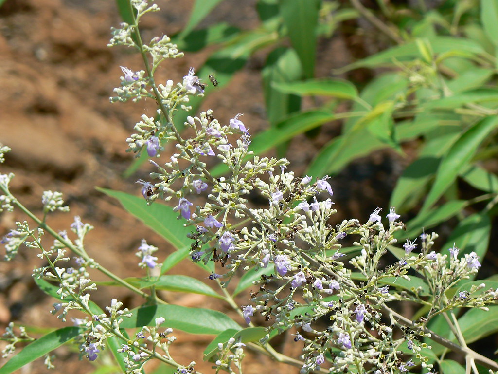 Vavili (Telugu వావిలి) Lamiaceae (mint family) » Vitex ne… Flickr