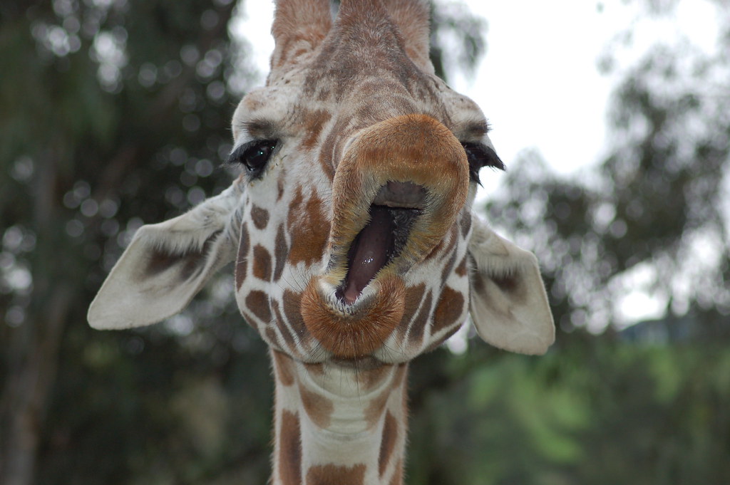 Laughing Giraffe The Giraffe at Six Flags Discovery Kingdo