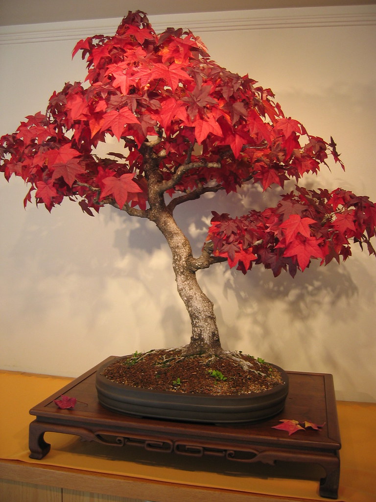 bonsai trees National Arboretum, Washington, DC Adam Fagen Flickr