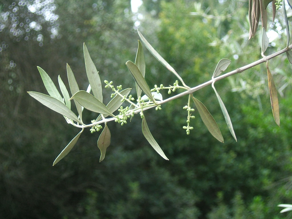Olive Branch Olive Branch Christiaan VandenHeuvel Flickr