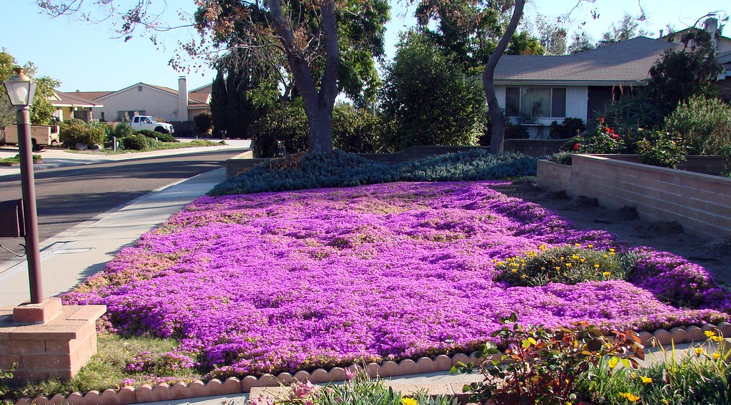ice plant lawn, Southern California I don't usually upload… Flickr