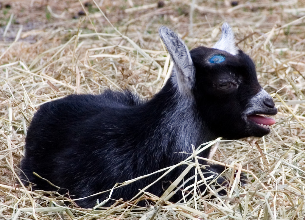 Baby Billy GoatCute ToungeMay 2007 Cindy L Flickr