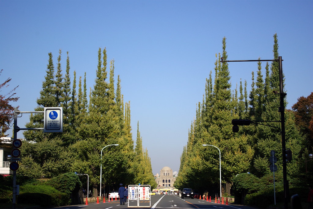 ginkgo trees on November 25, 2007 I'm afraid that this g… Flickr