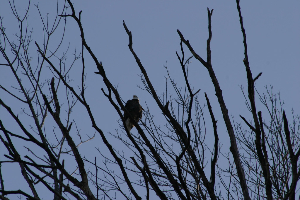 Clarksville Eagle Days 2008 Flickr