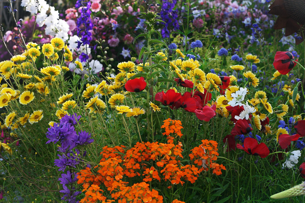 15 Annie's Annuals & Perennials Flickr