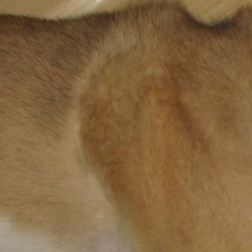 Brown (dog fur/ floor) For dog day. jakerome Flickr