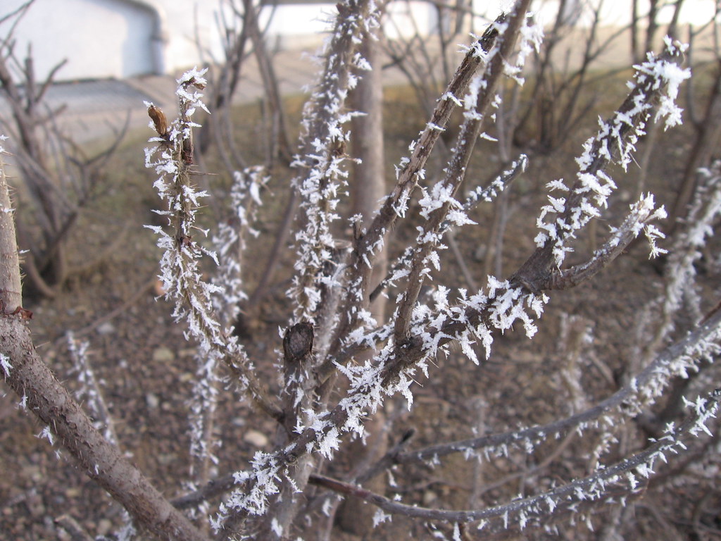 day 1 of frost buildup a rose bush after a freezing foggy … Flickr