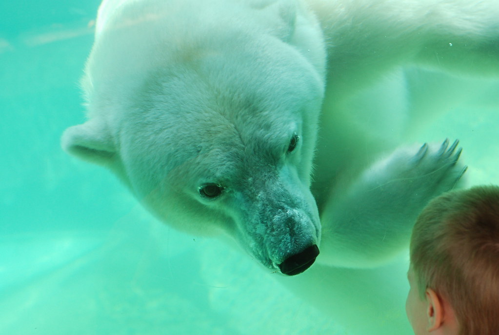 hello! The polar bear at the Philadelphia Zoo was swimming… Flickr