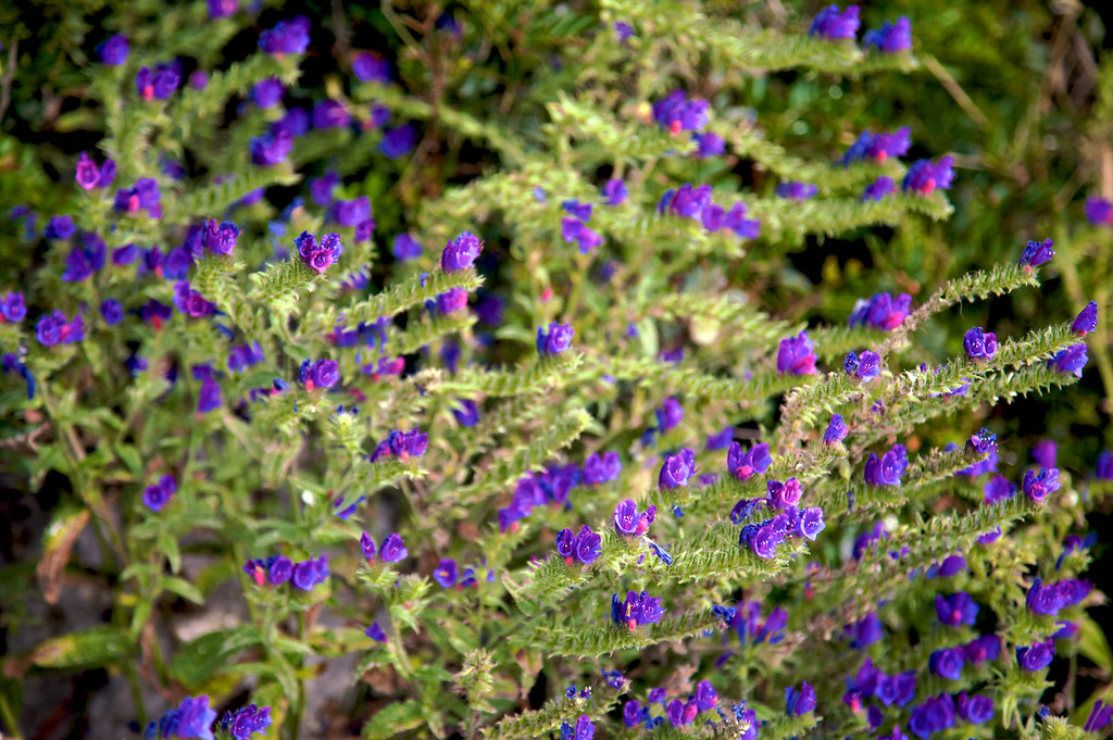 Limonium emarginatum (Gibraltar Sea Lavender) Limonium ema… Flickr