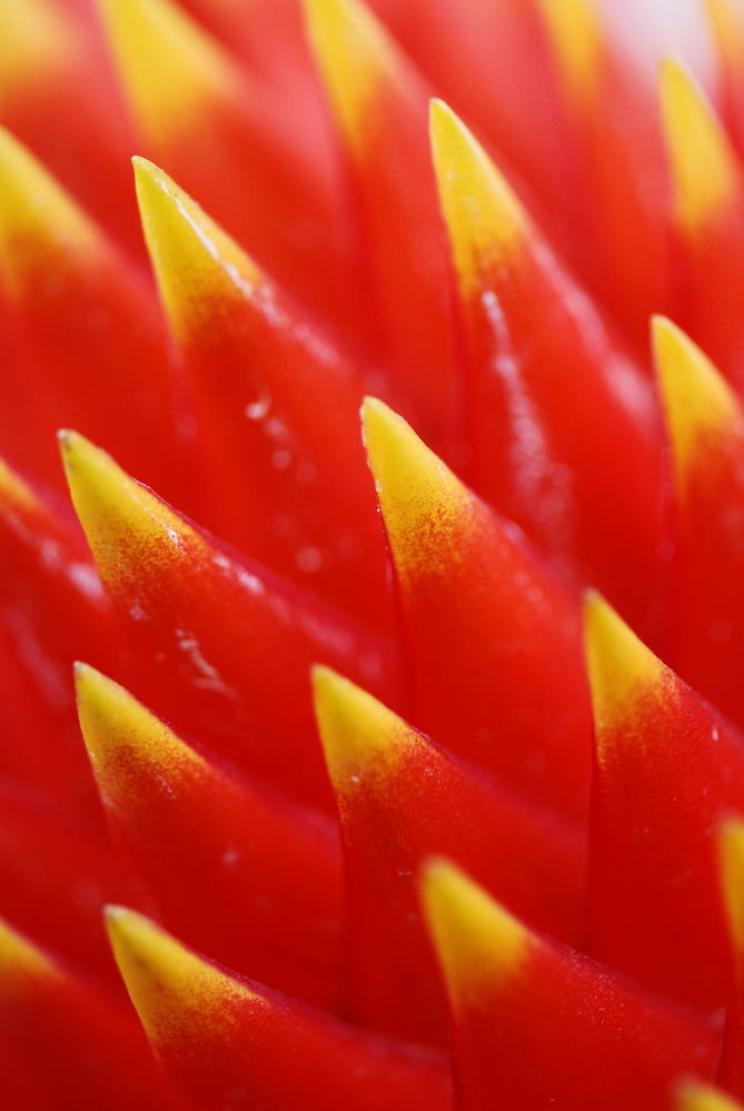 sharp teeth it's the part of some kind of flower，do you kn… Flickr