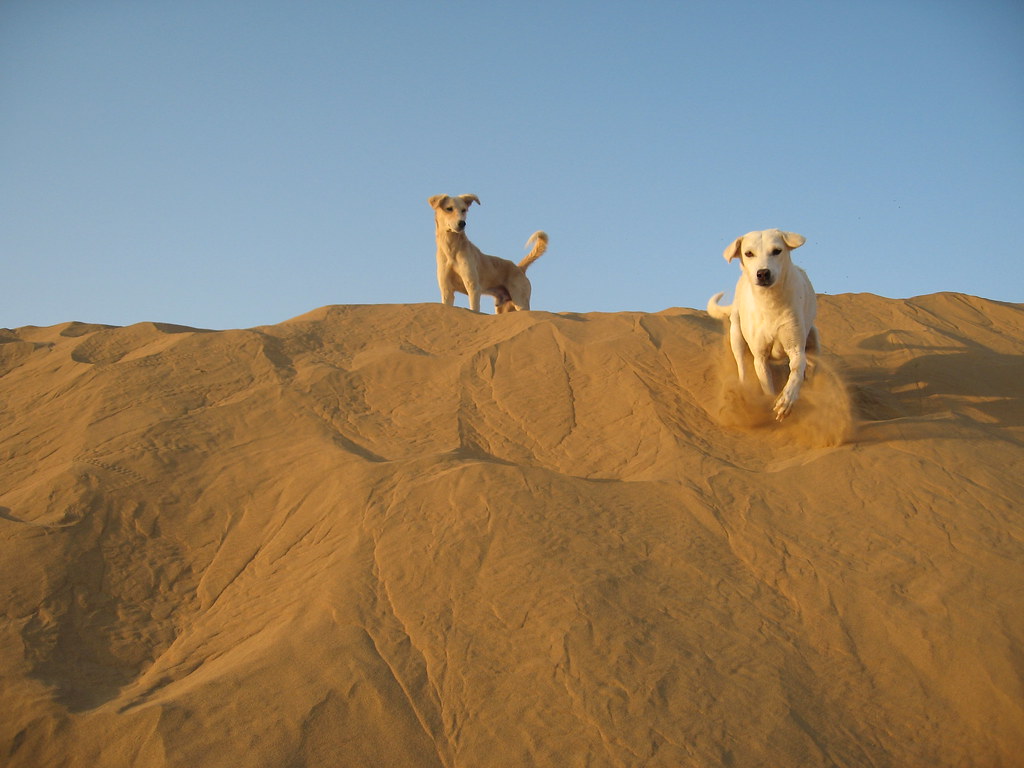 desert dogs Mariola Flickr