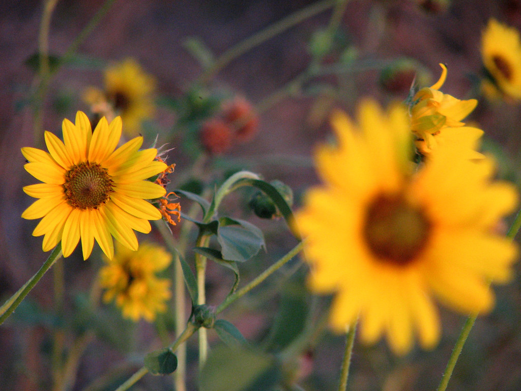 Sunflower Weed Native sunflower, but can take over fields … Flickr