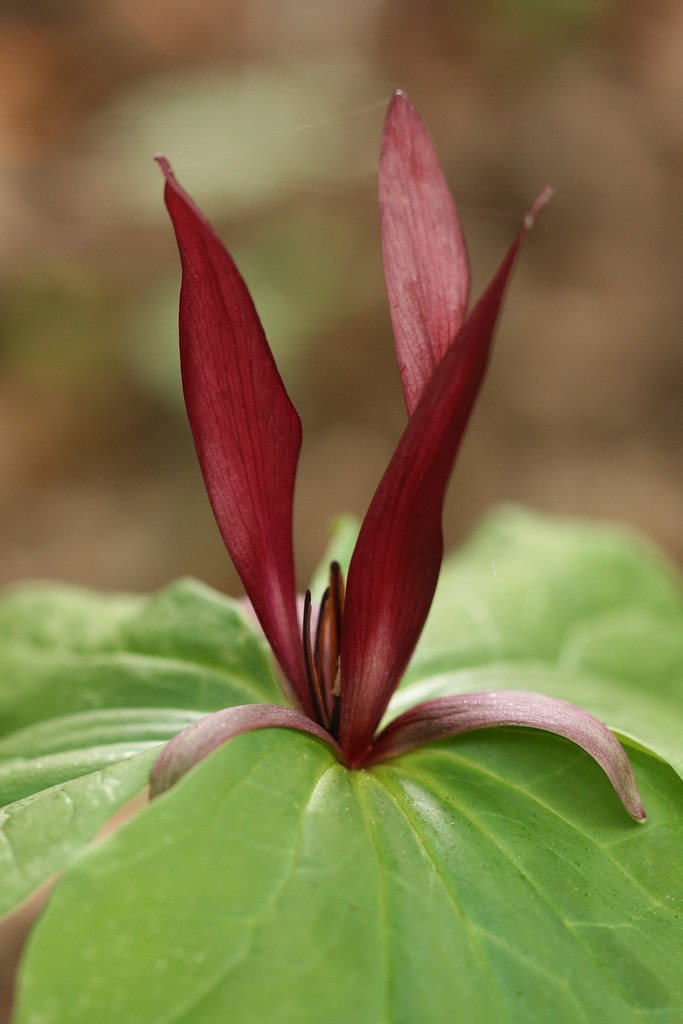 Common Trillium Common Trillium (Trillium chloropetalum). … Flickr