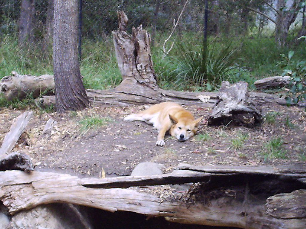 Dingoes Ate My Baby! A dingo naps at the Ballarat Wildlife… Flickr
