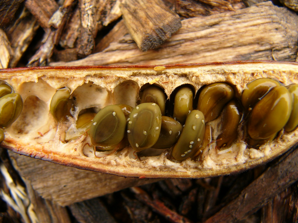 acacia seeds Jef Poskanzer Flickr