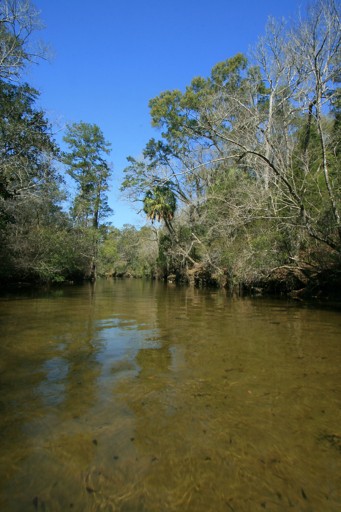 Econfina Creek, Above Highway 20, Bay County, Florida 3 a photo on Flickriver