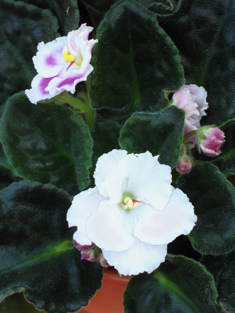 Color Variation African Violet with flower color variation??? Flickr