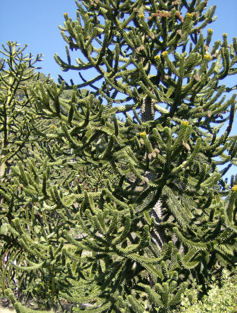 Monkey puzzle tree Araucaria araucana The leaves are thi… Flickr