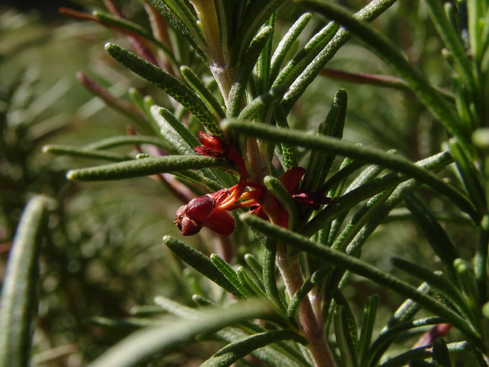 Rosemary with Red Blossom All my rosemary plants are bloom… Flickr