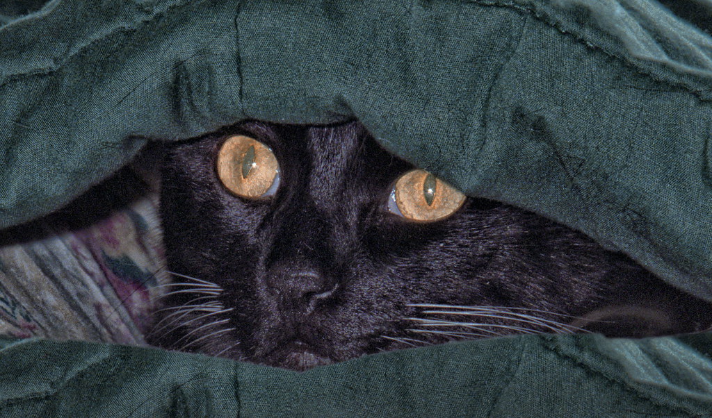 CATS17 hide under the covers with fears you cant erase foo… Flickr