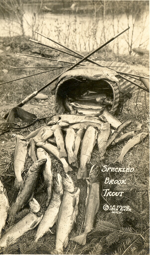 Iron River MI UP Trout Creel Iron River Studio Shot Flickr