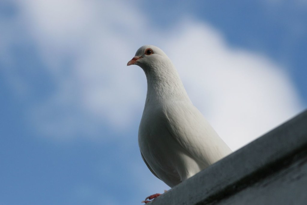 White Pigeon James Brunskill Flickr