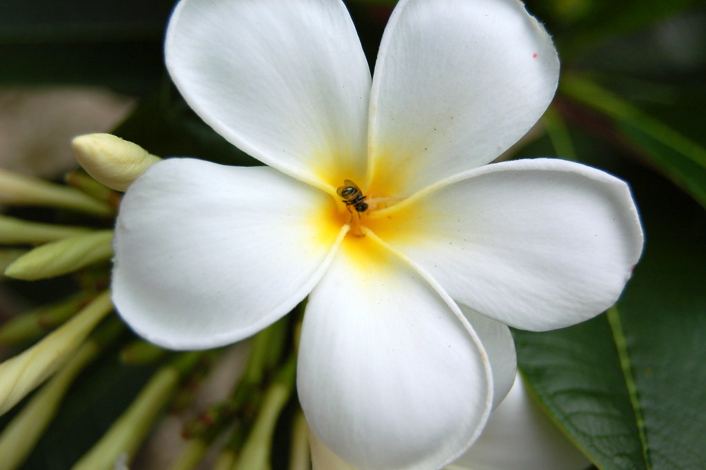 white kalachuchi kalachuchi, as we call this flower, is a … Flickr