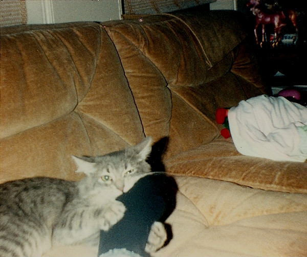 cat eating my foot r.i.p. 19912007 ana Flickr