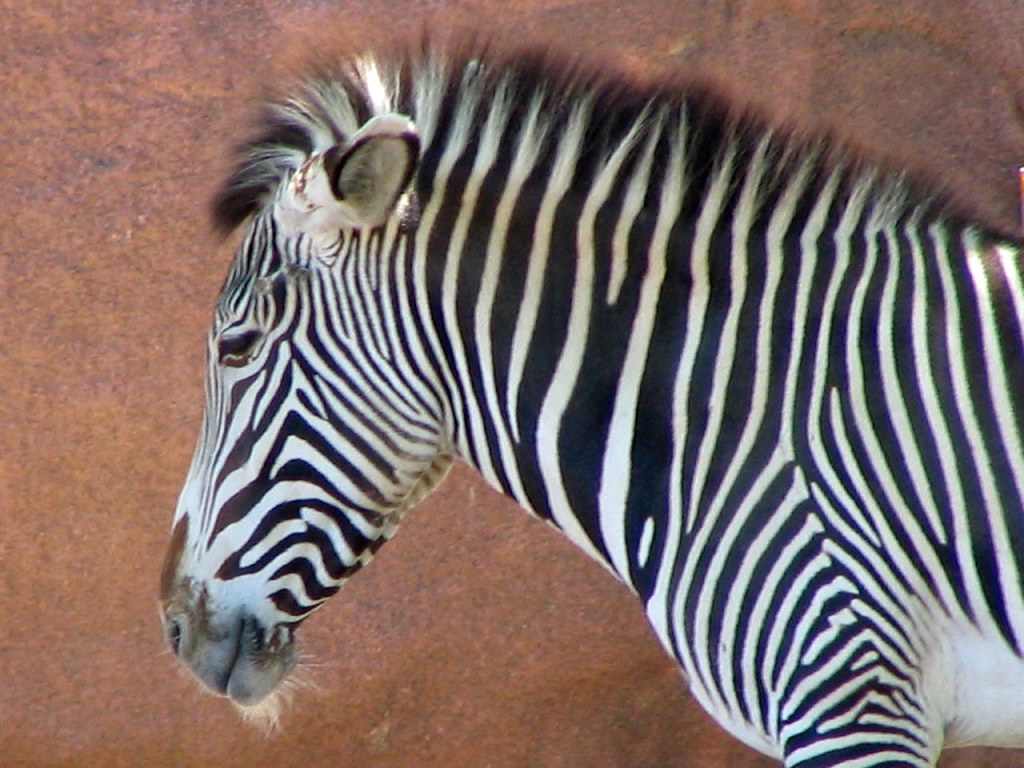 St. Louis 136 Zebra at St. Louis Zoo, Missouri. Heather Bradley