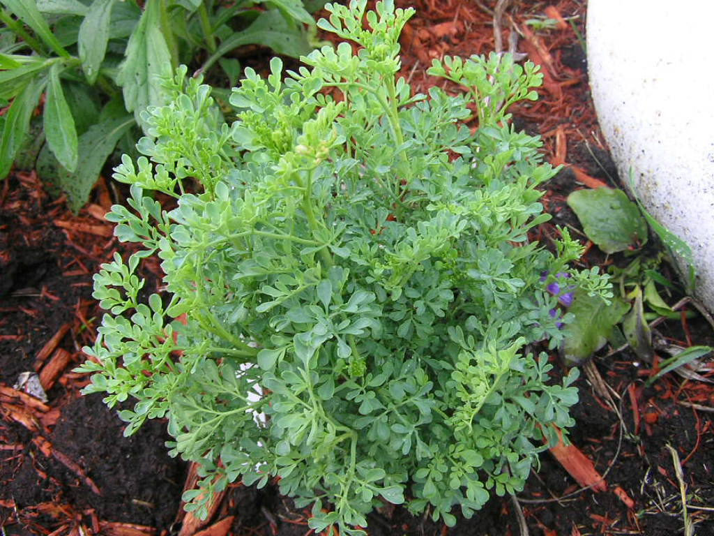 Plant Called Rue This plant you do not consume Chrisser Flickr