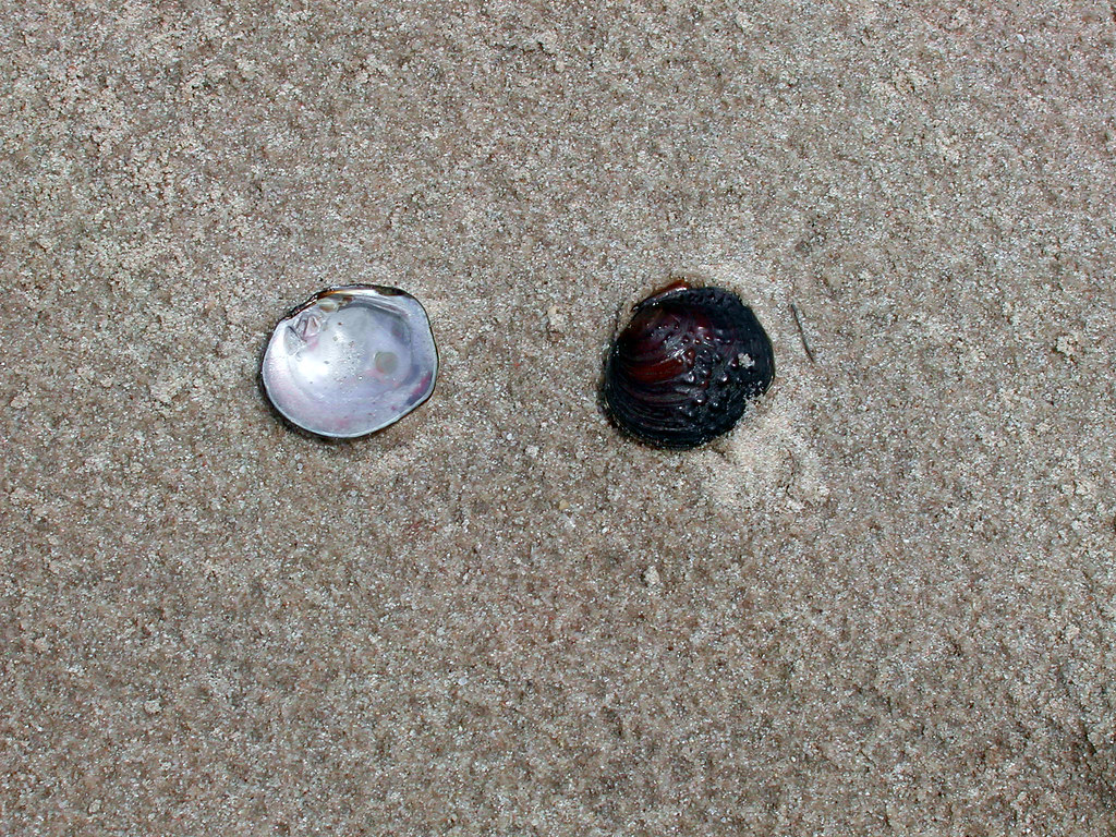 Mussels on the Bar Mussels on Josephine Sandbar. Ronnie Blackwell