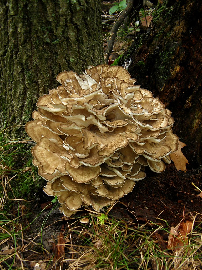 Maitake This choice edible mushroom, also known as Hen of … Flickr
