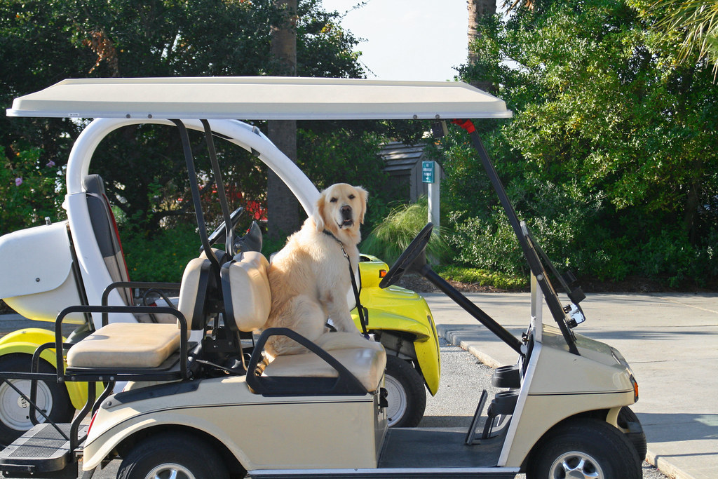 Designated driver Golden Retriever in golf cart on Bald He… Heath