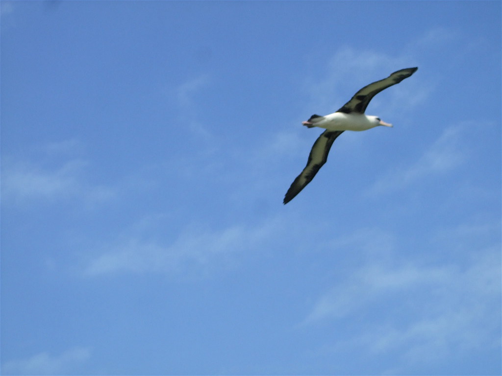 Airborne Laysan Albatross Over Sand Island, Midway Atoll. Flickr
