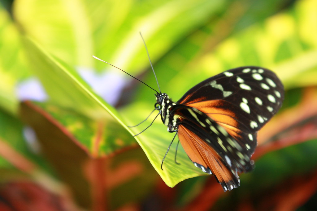 butterfly garden victoria 101 manfredcs Flickr