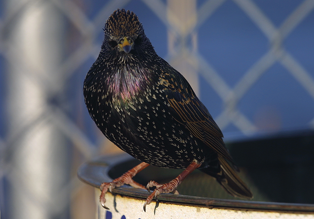 STARLING in New York, USA. Dec 2007 A starling seen here i… Flickr