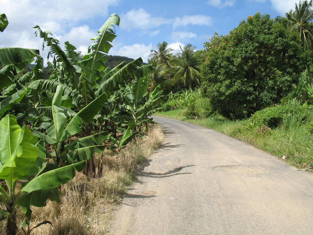 st lucia bananas driving along a banana plantation kimtravels Flickr