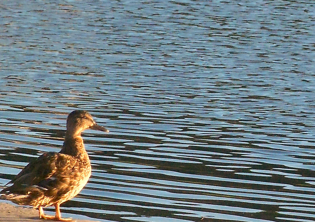 clarence park lido, bury, england, taken by mrwheezemsn.c… Flickr
