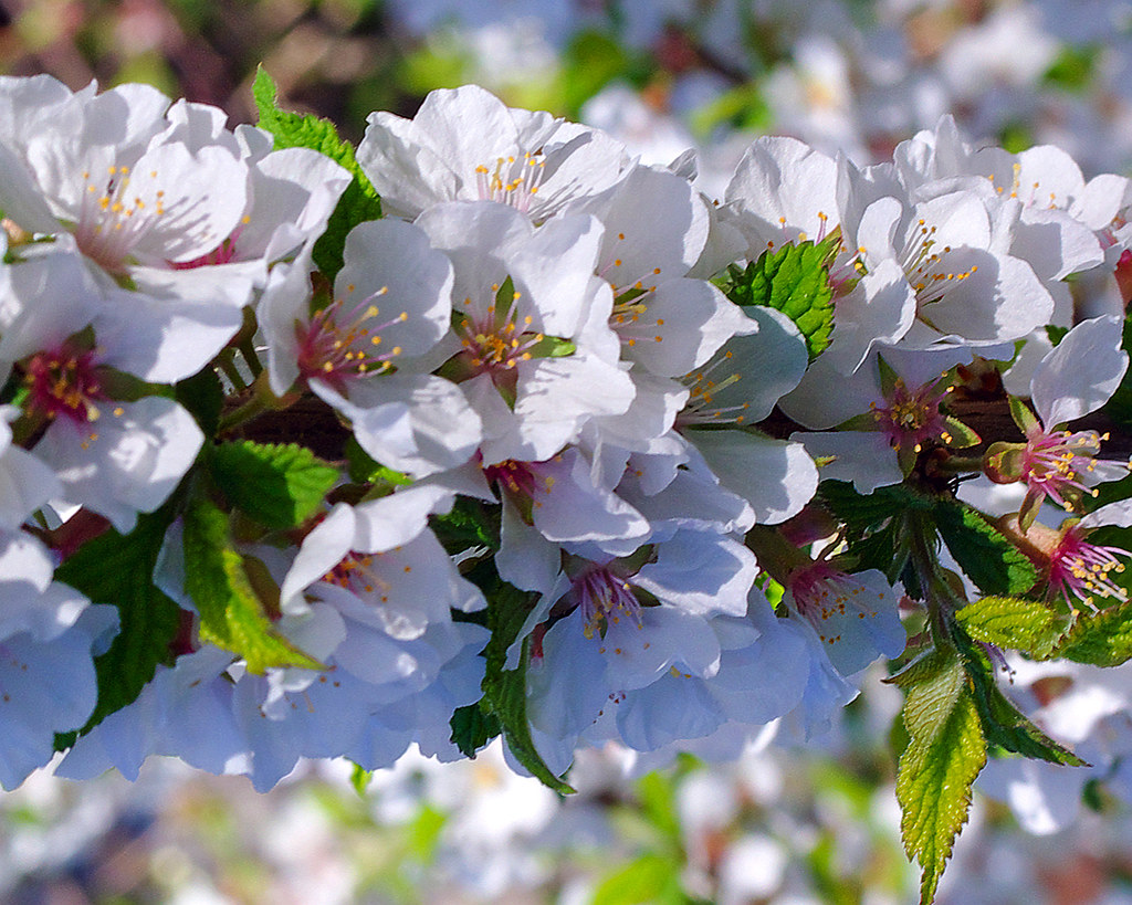 White Blooming Trees In Michigan whitetree1 Whiteblooming tree in