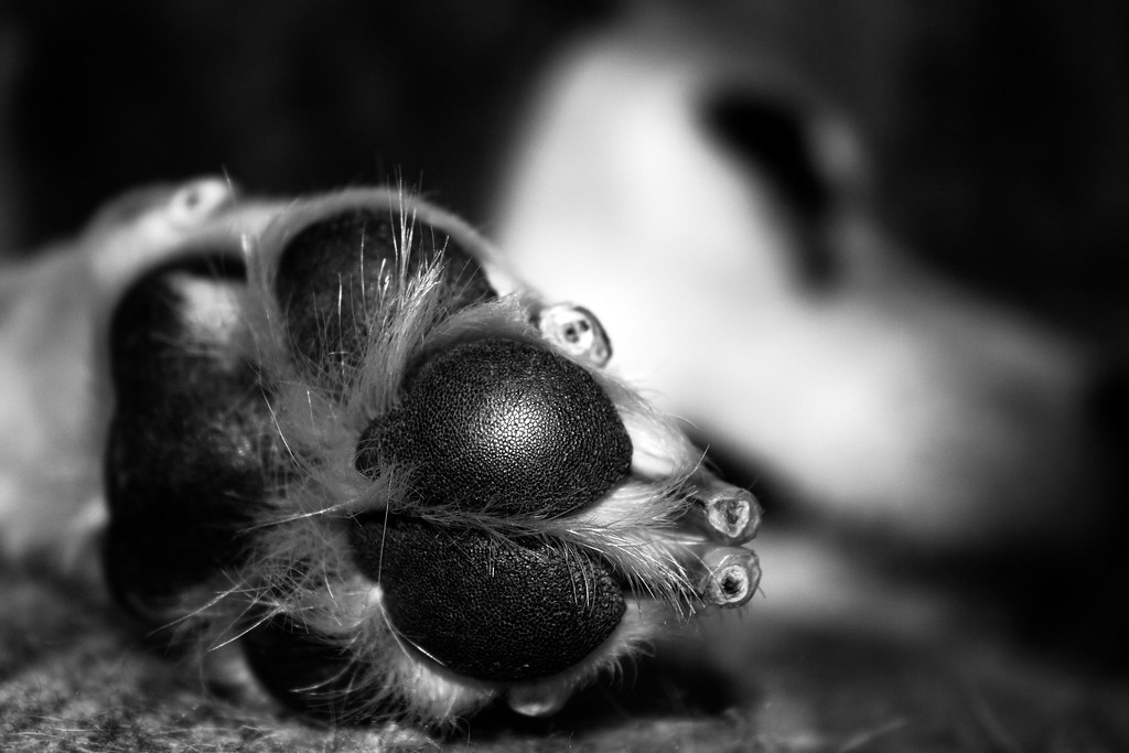Dog Paw Closeup of my one of my dog's paws. Mark Flickr