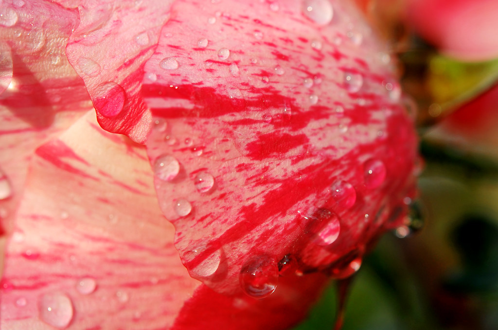 Stripes and drops Detail of a striped red/pink rose with d… Flickr