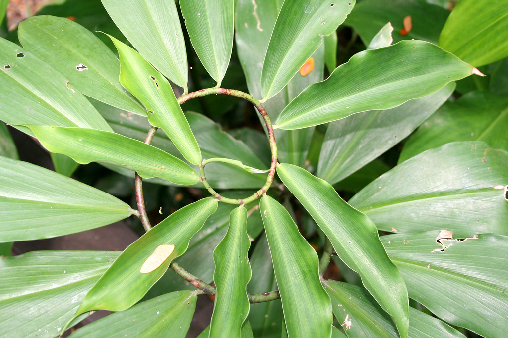 20071031 0806 spiral plant Crepe Ginger vine (Costus Speci… Flickr