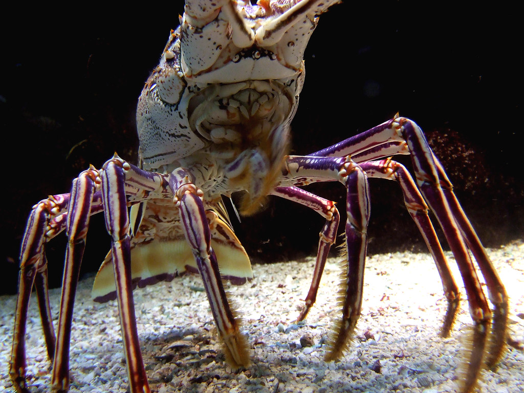 Lobster King Raymond Bolton Flickr