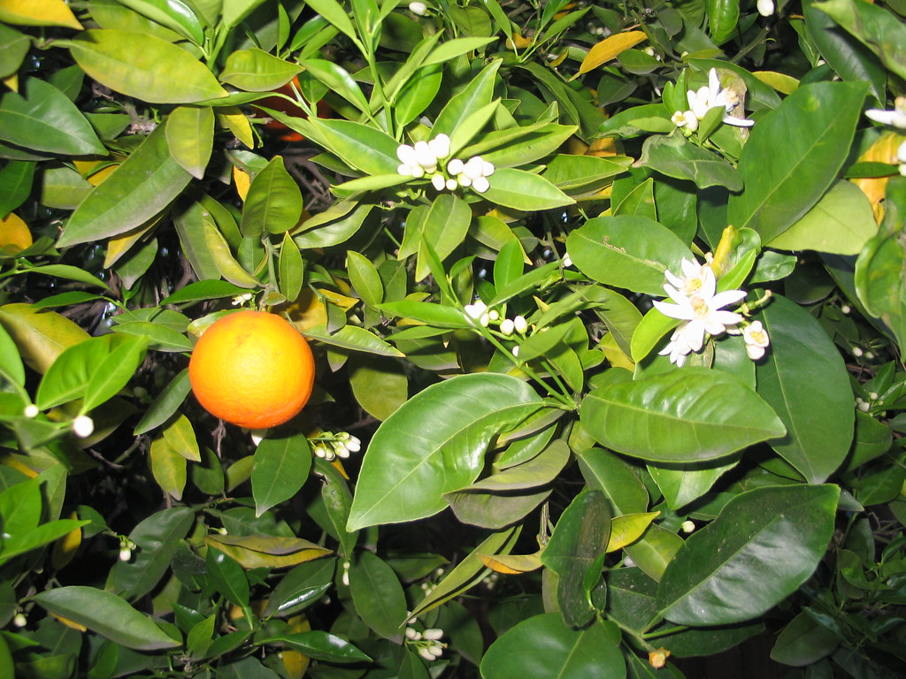 orange blossoms these trees are amazing. the aroma of the … Flickr