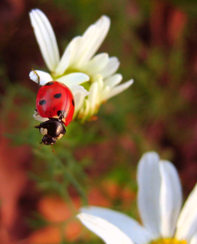 Ladybug kills daisy Rey Crisostomo Flickr