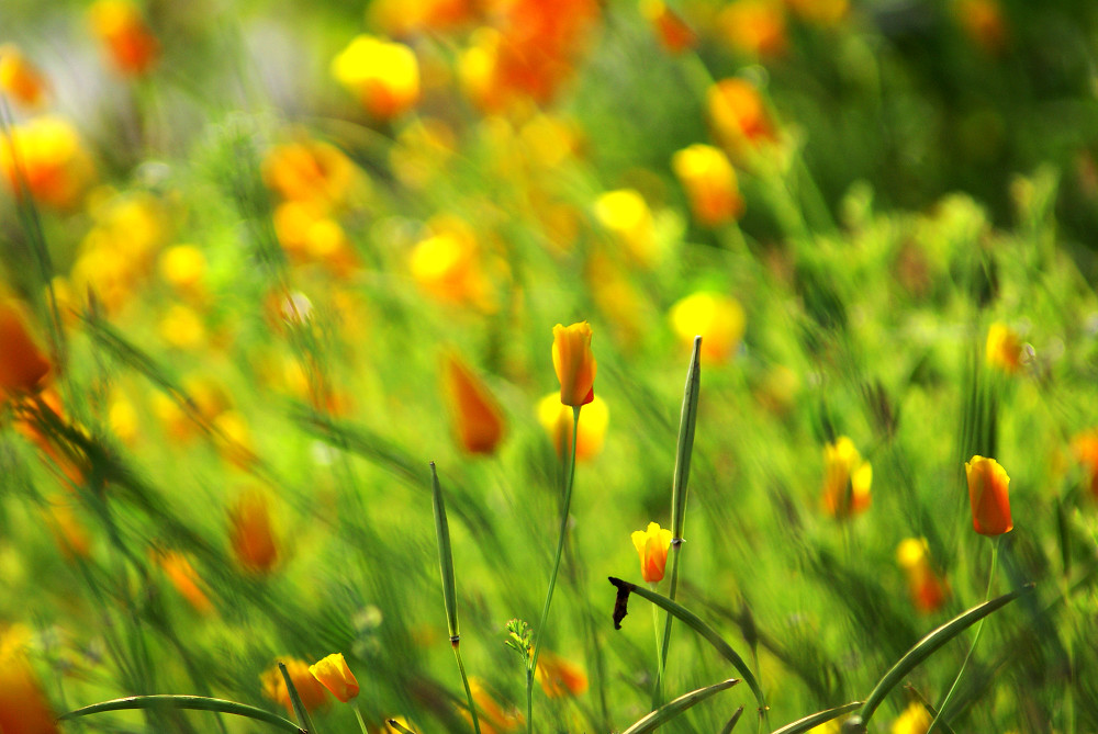 Summer Flowers Let life be beautiful like summer flowers a… Flickr