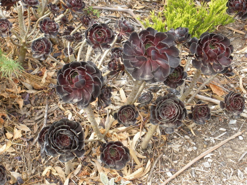 Morning Star Estate Flickr